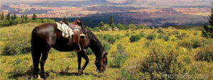 Utah Horseback Riding