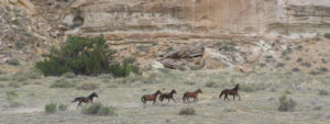 utah horseback riding